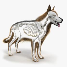 Dog Skin And Skeleton 3D